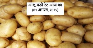August 1: Where Did Potato Prices Rise and Where Did They Drop? Full Mandi Report Across India