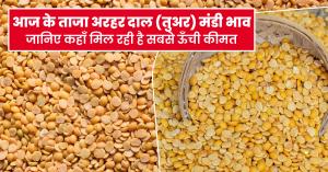 August 1, 2025: Today’s Arhar (Tur) Dal Mandi Prices – See Where You Can Get the Highest Rates