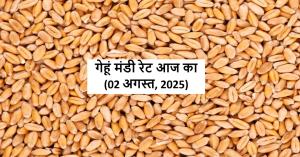 Gehu ka bhva: 2 अगस्त: यूपी में गेहूं के भाव MSP से ऊपर, कुछ मंडियों में ₹2650 तक पहुंचा रेट