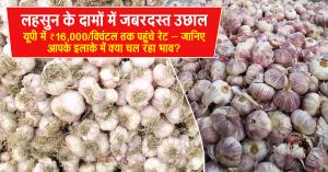 Lahsun Mandi Bhav Today: 3 अगस्त 2025: लहसुन के दामों में जबरदस्त उछाल! यूपी में ₹16,000/क्विंटल तक पहुंचे रेट – जानिए आपके इलाके में क्या चल रहा भाव?