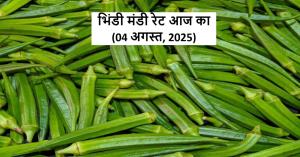 Okra Prices Soar Across Gujarat on August 4, 2025 – ₹4950/Quintal in Songadh!