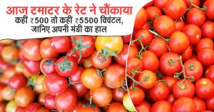 Tomato Prices Shock India – August 4, 2025: Rates Range from ₹500 to ₹5,500 per Quintal!