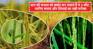 Dhan ki kheti: धान की फसल को बर्बाद कर सकते हैं ये 3 कीट, जानिए बचाव और सिंचाई का सही तरीका