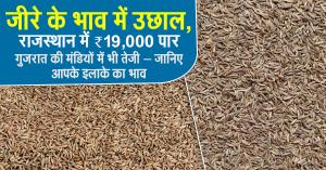 Jeera Price Surge: ₹19,000/Quintal in Rajasthan, Gujarat Mandis Also See Strong Rise – Check Today’s Rates in Your Region