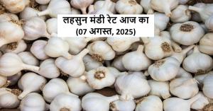 Garlic Prices Today: Rates Plunge to ₹2,500 in Some Markets While Soaring to ₹12,500 in Others – Where Did Farmers Gain and Where Did They Lose?