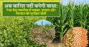 Makka ki kheti in hindi: अब बारिश नहीं बनेगी बाधा: रेज्ड बेड तकनीक से मक्का, दलहन और तिलहन की सुरक्षित खेती