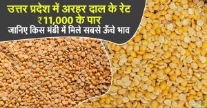 Arhar Dal Prices Cross ₹11,000 in Uttar Pradesh! Check Which Mandis Offered the Highest Rates