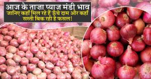 Onion rate: 13 अगस्त 2025: आज के ताज़ा प्याज मंडी भाव – जानिए कहाँ मिल रहे हैं ऊँचे दाम और कहाँ सस्ती बिक रही है फसल!