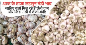 August 14, 2025: Fresh Garlic Market Prices – Where Rates Are Soaring and Where They’re Slipping