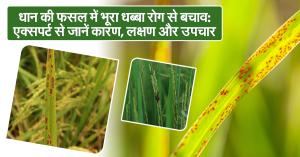 Paddy Farming: धान की फसल में भूरा धब्बा रोग से बचाव: एक्सपर्ट से जानें कारण, लक्षण और उपचार