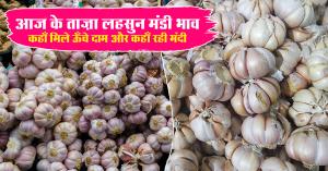 19 अगस्त 2025: आज के ताज़ा लहसुन मंडी भाव – कहाँ मिले ऊँचे दाम और कहाँ रही मंदी