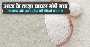 Today’s Latest Rice Market Prices: Updates from Maharashtra and Uttar Pradesh Mandis