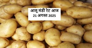 Potato Market Prices Across Major Mandis – August 21, 2025
