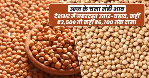 Today’s Chana (Chickpea) Prices – August 21, 2025: Massive Fluctuations Across India, From ₹3,500 to ₹6,700 per Quintal!