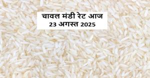 Rice rate today: चावल का लेटेस्ट मंडी प्राइस - आज कहाँ मिले ऊँचे दाम और कहाँ टूटा भाव?