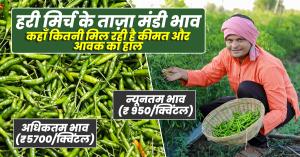 August 22, 2025: Fresh Green Chilli Market Prices – Latest Arrivals and Rates Across States