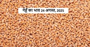 Wheat rate today: मध्य प्रदेश में गेहूँ ₹2,775 तक, यूपी मंडियों में भाव स्थिर – जानिए आज की सबसे लाभदायक मंडी