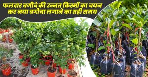 फलदार बगीचे की उन्नत किस्मों का चयन कर नया बगीचा लगाने का सही समय