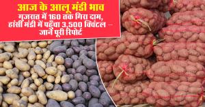 Potato Market Prices Today (25 August 2025): Prices Drop to ₹160 in Gujarat, Reach ₹3,500/Quintal in Hansi – Full Report