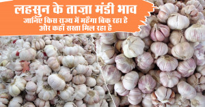 Garlic Market Prices Today (26 August 2025): Where Is It Expensive and Where Is It Cheapest?