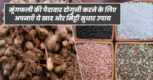 Boost Peanut Yield with Healthy Soil & Balanced Fertilizers