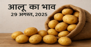 Potato rate today: आज के आलू मंडी रेट 29 अगस्त 2025 - राज्यवार पूरी रिपोर्ट, कहाँ रहा सबसे महंगा और कहाँ सबसे सस्ता आलू