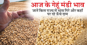 Wheat Market Prices Today – 28 August 2025