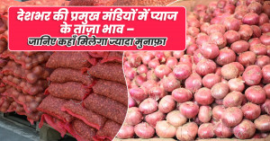 Fresh Onion Prices Across Major Mandis – 28 August 2025