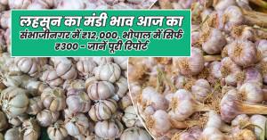 lahsun rate today: लहसुन मंडी भाव 31 अगस्त 2025: संभाजीनगर में ₹12,000, भोपाल में सिर्फ ₹300 - जानें पूरी रिपोर्ट