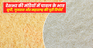 Chawal ka bhav: देशभर की मंडियों में चावल के भाव 31 अगस्त 2025: यूपी, गुजरात और महाराष्ट्र की पूरी रिपोर्ट