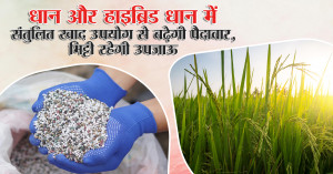 Balanced Fertilizer Use in Paddy and Hybrid Paddy to Boost Yields and Maintain Soil Fertility