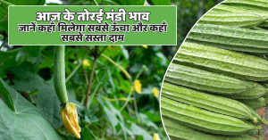 Today’s Ridge Gourd Prices – September 1, 2025: Find Out Where Rates Are Highest and Lowest