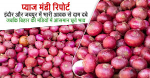 Pyaj Ka Bhav: प्याज मंडी रिपोर्ट, इंदौर और जयपुर में भारी आवक से दाम दबे, जबकि बिहार की मंडियों में आसमान छूते भाव