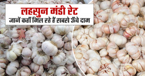 Garlic Mandi Prices on 05 September 2025 – Check Where Rates Reached the Highest
