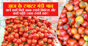 Tomato rate today: 5 सितम्बर 2025 के टमाटर मंडी भाव – जानें कहाँ मिले 1000 रुपये क्विंटल और कहाँ पहुँचे 7400 रुपये तक!