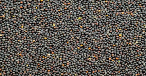 Mustard Market Prices - 08 September 2025 (State-wise Report)