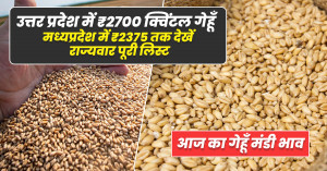 Wheat Market Prices Today (07 September 2025) – ₹2,700/Quintal in Uttar Pradesh, ₹2,375 in Madhya Pradesh – Check Full State-Wise List