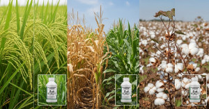 Use the recommended fungicides to control diseases in rice, maize, and cotton crops
