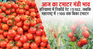 Tomato Market Prices Today - 09 September 2025: Record ₹5102 in Haryana, Just ₹100 in Maharashtra!