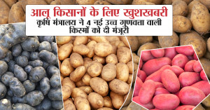 Potato Varieties: आलू किसानों के लिए खुशखबरी: कृषि मंत्रालय ने 4 नई उच्च गुणवत्ता वाली किस्मों को दी मंजूरी