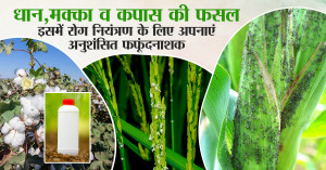 धान, मक्का व कपास की फसल में रोग नियंत्रण के लिए अपनाएं अनुशंसित फफूंदनाशक