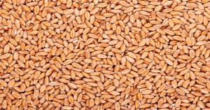 Wheat Market Prices Today – 11 September 2025: Strong Gains in Maharashtra & Rajasthan, Pressure in Uttar Pradesh & Bihar