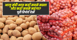 Aaj Ka Aloo Bhav: 12 सितम्बर 2025 - आलू मंडी भाव कहाँ सबसे सस्ता और कहाँ सबसे महंगा? पूरी रिपोर्ट देखें