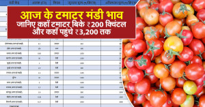 Tomatar rate today: आज के टमाटर मंडी भाव - 13 सितम्बर 2025: जानिए कहाँ टमाटर बिके ₹200 क्विंटल और कहाँ पहुंचे ₹3,200 तक