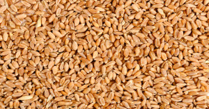 Wheat rate today: गेहूँ मंडी भाव 14 सितम्बर 2025: मध्य प्रदेश में ₹2680 तक उछाल, उत्तर प्रदेश में स्थिर भाव – देखें राज्यवार रिपोर्ट