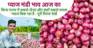 Onion Market Rates Today 14 September, 2025: Where Is Onion Costliest and Where Cheapest – Full List Inside