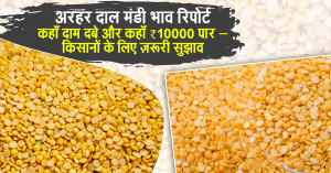 Arhar dal rate today: अरहर दाल मंडी भाव रिपोर्ट 15 सितम्बर: कहाँ दाम दबे और कहाँ ₹10000 पार – किसानों के लिए ज़रूरी सुझाव