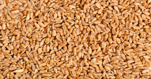 17 September 2025 Know Where Wheat is Selling Above MSP and Where Prices Remain Below