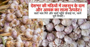 Garlic rate today: देशभर की मंडियों में लहसुन के दाम और आवक का ताज़ा अपडेट। कहाँ भाव गिरे और कहाँ पहुँचे ऊँचाई पर, जानें पूरी रिपोर्ट।