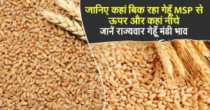Wheat rate today: 17 सितम्बर 2025: राज्यवार गेहूँ मंडी भाव – जानिए कहां बिक रहा गेहूँ MSP से ऊपर और कहां नीचे
